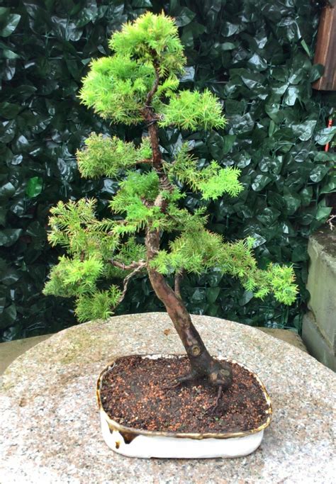 Twist the wire into a spiral shape, forming it into a slight angle that pulls the top of the cedar towards the side with the most branches. Japanese Red Cedar.