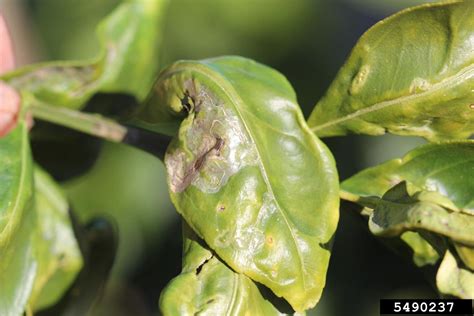 If it gets thrown off in any way, it will revolt by dropping its leaves. Lime Tree Leaf Curl: What Causes Curling Leaves On Lime ...