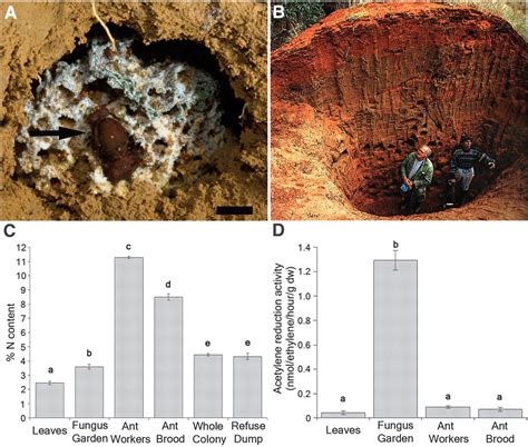 Symbiotic Nitrogen Fixation In The Fungus Gardens Of Leaf Cutter Ants