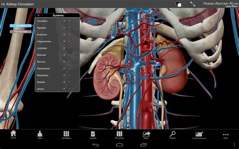 Amazon.com: Human Anatomy Atlas: Appstore for Android
