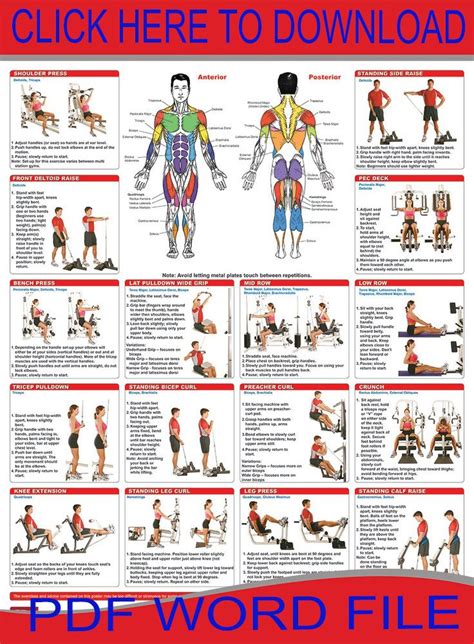 Bicep Workouts Home Gym Exercises Gym Workout Chart Workout Chart