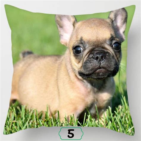 3rd avenue floral & greenhouse. Boston Terrier Puppies For Sale Near Me Craigslist - Free ...
