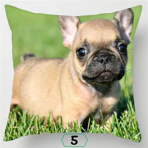 We provide aggregated results from multiple sources and sorted by user interest. Boston Terrier Puppies For Sale Near Me Craigslist - Free ...