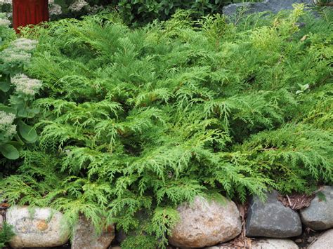 When those trees grow up, they shade everything underneath, and we can't grow many of our favorites anymore. Low Maintenance Evergreen Shrubs - Knecht's Nurseries ...