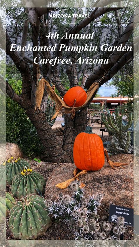 The Town Of Carefree Arizona Hosts An Enchanted Pumpkin Garden Each