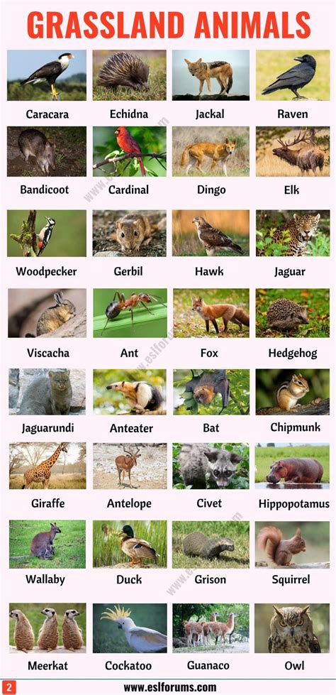 List of Animals: A Big Lesson of Animal Names with the Pictures! - ESL