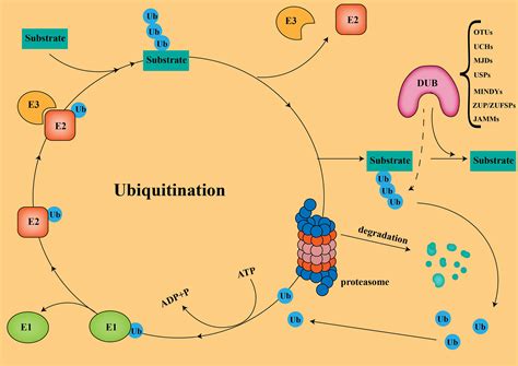 Frontiers Role Of Ubiquitin Specific Proteases In The Immune