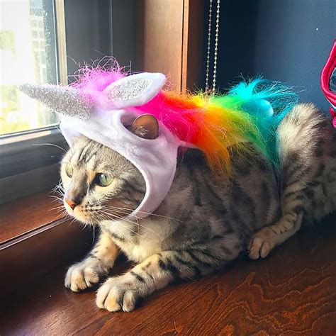 Not all cats enjoy wearing a costume, but if you have one who doesn't mind. Bengal Cat's Best Instagram Photos of Halloween 2017