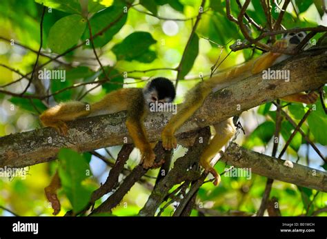 Common Squirrel Monkeys Resting On A Tree Branch In The Jungle
