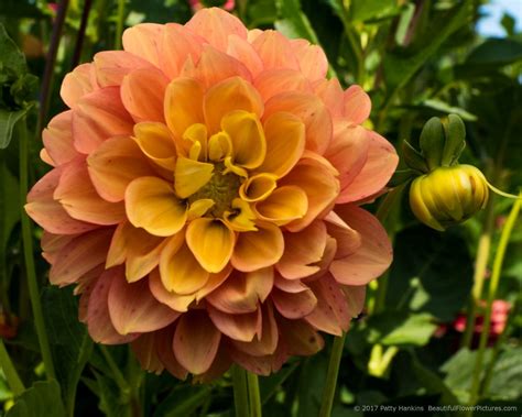 View all beautiful flowers pictures. Dazzling Dahlia 2017 Part 3 :: Beautiful Flower Pictures Blog