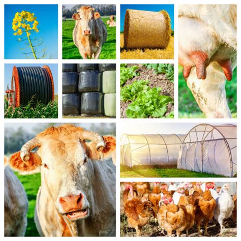 540 Farm Animals Collage Stock Photos Pictures And Royalty Free Images