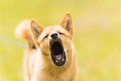 Stop The Barking Madness Effective Dog Training For Barking Woes In Magnolia Tx
