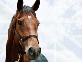 Healthy Horses | MSD Animal Health HUB