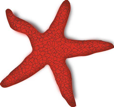 Starfish Png File Png All Png All