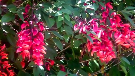 India, officially the republic of india is a country in south asia. Beautiful red flower tree. Cockspur Coral Tree, Ceibo ...