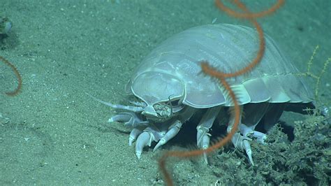 Giant Isopod A Giant Deep Sea Isopod Bathynomus Giganteus Flickr