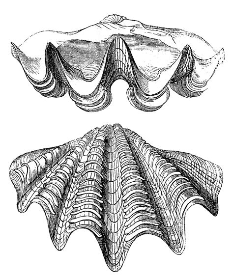 How to draw a seashell. Vintage Images - Seashells - The Graphics Fairy