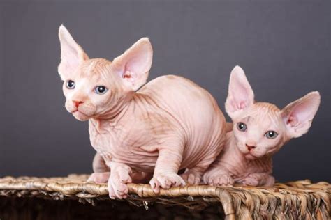 Sphynx Cat Personality Traits And Facts Great Pet Care