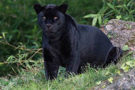 Animal spirit guides spirit animal animal meanings power animal black jaguar animal totems leopards panthers otters. Картинки пантера (35 фото) | Приколист