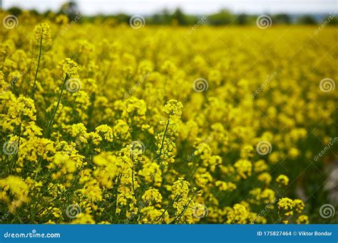 Rapeseed Field Blooming Canola Flowers Close Up On The Field In