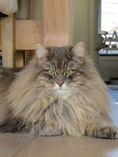 Max Our Siberian Cat At 17 Months Siberian Forest Cat Siberian Cat