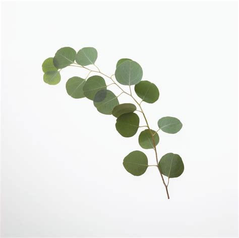 Silver dollar eucalyptus silhouette leaves floral branches vector. Pin on Garden