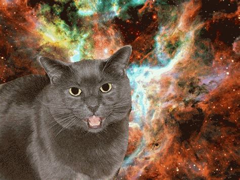 Cats In Space Cat In Space Gif WiffleGif
