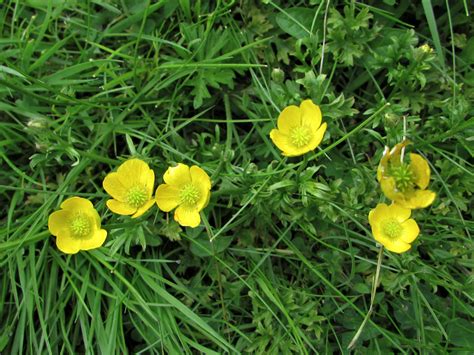 Buttercups Ranunculus