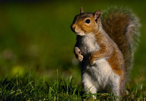 Which is stronger a red squirrel or a gray squirrel? Terrierman's Daily Dose: Red Squirrels v. Gray Squirrels