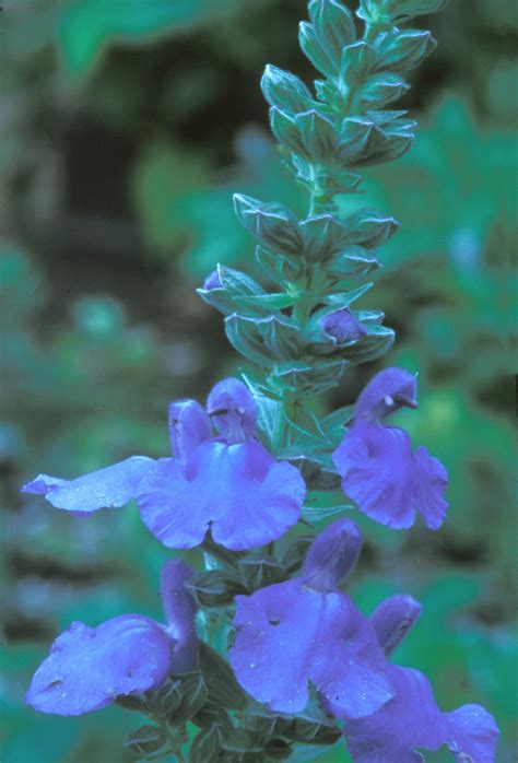 Salvia Azurea Azure Blue Sage Go Botany