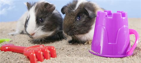 10 Best Guinea Pig Toys Petsoid