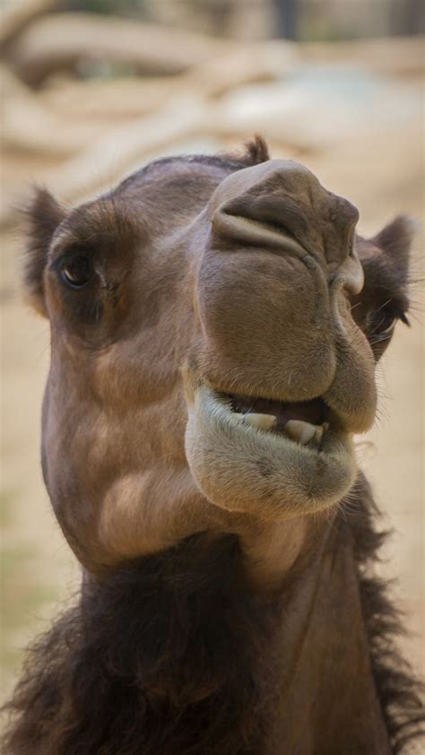 These fat humps can weigh as much as 80 pounds and allow the camel to comfortably go one to two what allows a camel to survive in desert environments is mainly just that they are incredibly efficient with their water usage. 17 Best images about Desert Survivors -Adaptations on ...