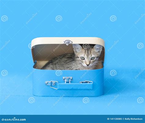 Kitten In Blue Suitcase Stock Image Image Of Stripes 141120085
