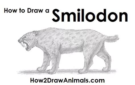 Draw A Saber Tooth Tiger Smilodon Sabertooth Draw