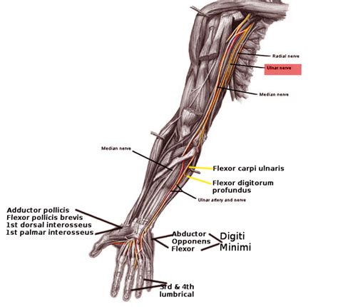 Figure Ulnar Nerve Pathway Image Courtesy Ochaigasame Statpearls
