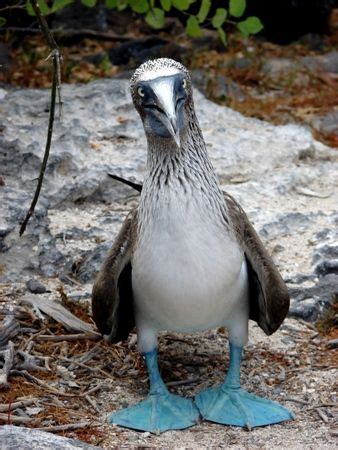 Seelöwen auf den galapagos inseln. Blaufußtölpel, Galapagos-Inseln | Blaufußtölpel, Blaue ...