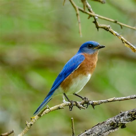 Eastern Bluebird Male Birdforum