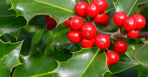 Maybe you would like to learn more about one of these? How to grow and care for holly | lovethegarden