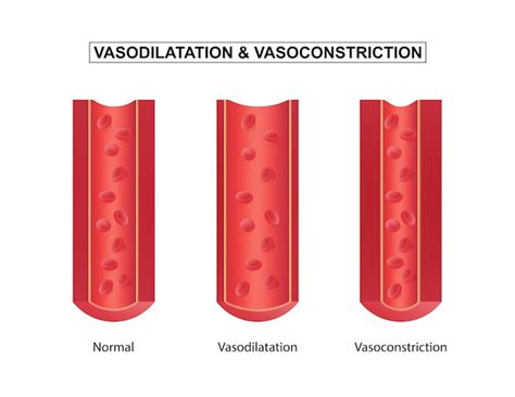 Premium Vector Normal Vasodilation And Vasoconstriction Blood Vessel