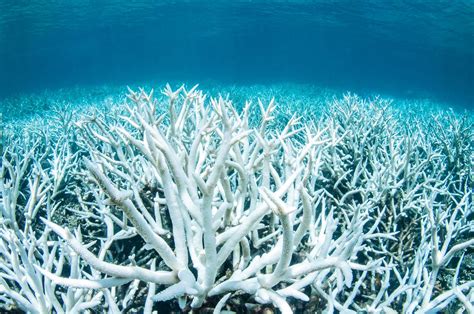 Great Barrier Reef Devastated By Severe Coral Bleaching