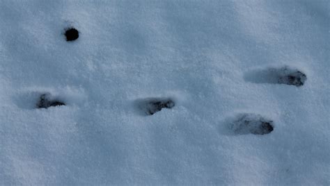 Kostenlose lustige und einfache rätsel für kinderg. Tierspuren im Schnee - Kalltalschule