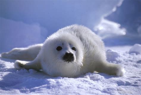 Facts about leopard seals, harp. Whitecoat Baby Seals Are The Most Adorable Thing You'll ...