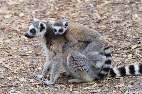Ring Tailed Mother Lemur Carrying Her Baby Her Back Stock Photos Free