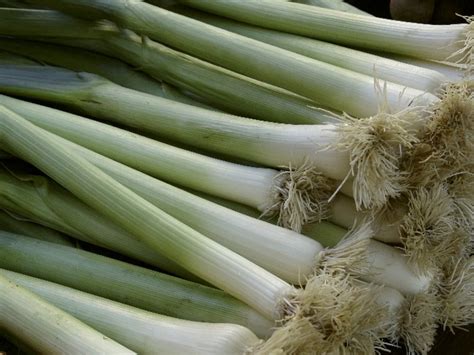 On la partage entre amis, en famille. Leek - Vegetables by Crop's