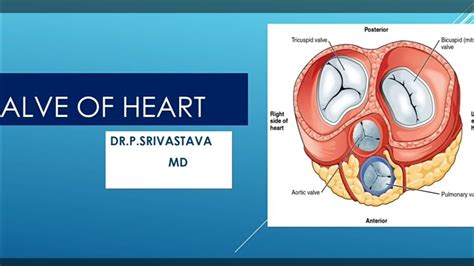 Valve Of Heart Tricuspid Bicuspid Semilunar Anatomy Clinical
