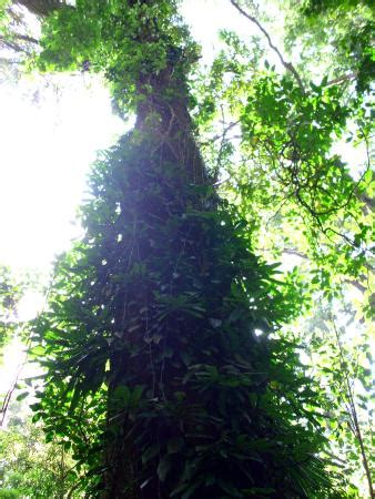 Ciri ciri lelaki idaman tidak sama. ciri khas hutan hujan tropis :) - Picture of Cibodas Botanical Garden, Cianjur - TripAdvisor