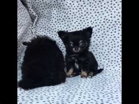 2,594 likes · 4 talking about this. CHIHUAHUA cuccioli a Pelo Lungo - Cuccioli e Allevamenti ...