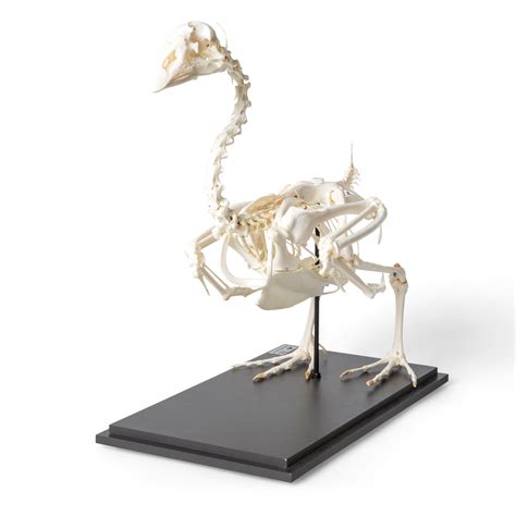 Goose Skeleton (Anser anser domesticus), Specimen - 1021033 - T300451