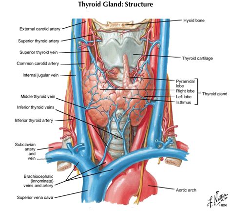 The thyroid gland is closely associated with numerous other structures in the anterior neck (23) Endocrine - Anatomy & Physiology 403 with Stribley at ...