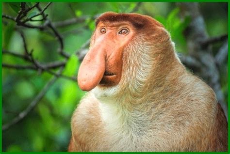 Gambar hewan dan tumbuhan yang hampir punah. Daftar Hewan Terancam Punah di Kalimantan - Daftarhewan.com